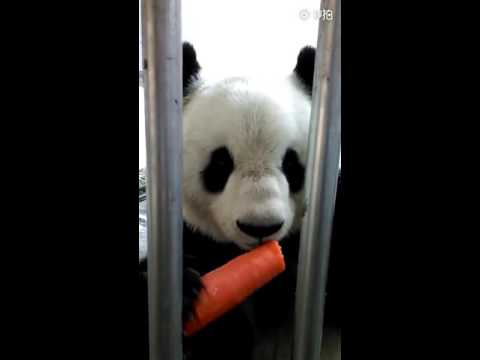 Thumb of Pandas Have an Extra Finger video