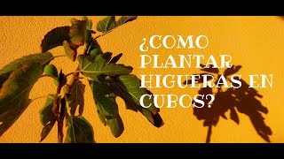 ¿Cómo plantar higueras por esqueje en cubos?