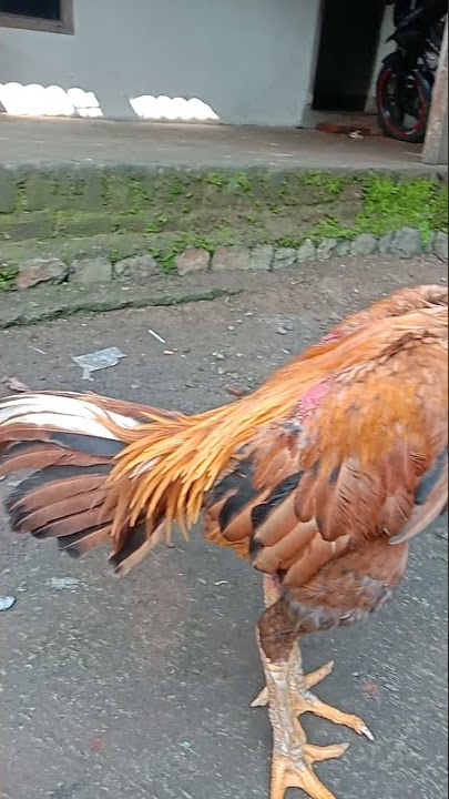 ayam bangkok wangkas emas