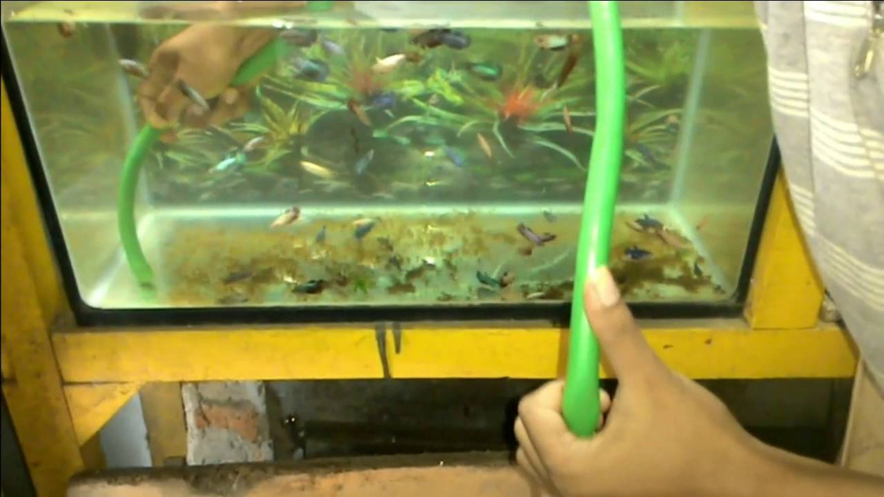 Banyak yang baru tau! cara menguras aquarium tanpa disedot mulut - YouTube