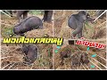 กลัวน้องหนาว🥶(ตุลา) จะแกล้งน้องแบบนี้ไม่ได้❗️ एक हाथी,Baby elephant