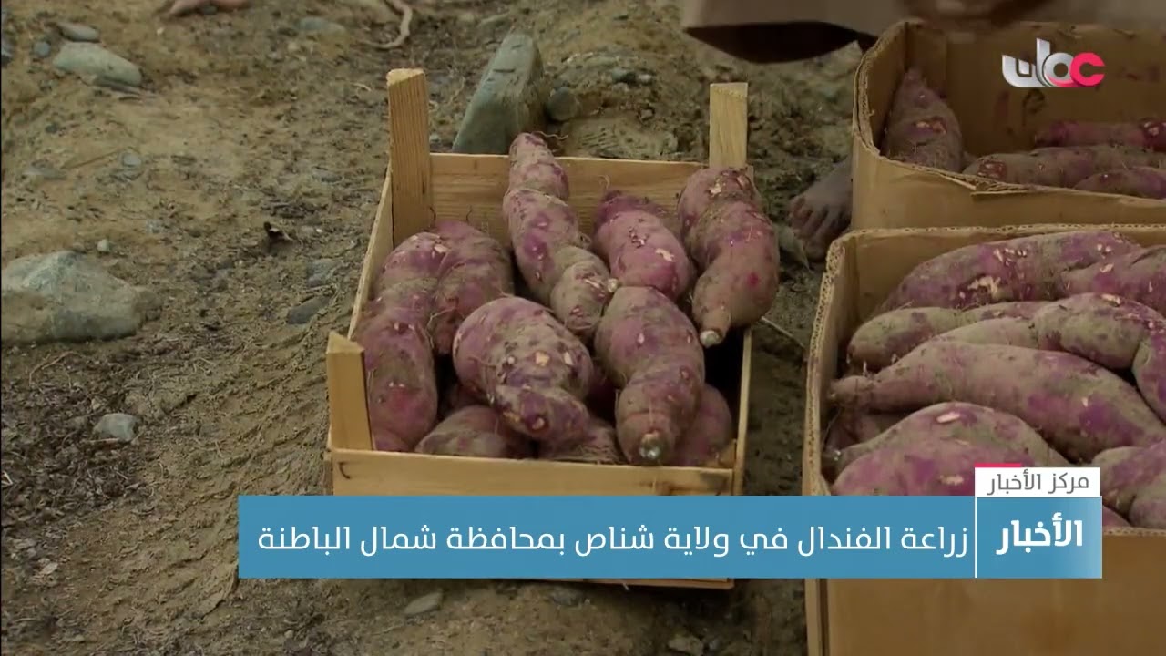 زراعة الفندال في ولاية شناص بمحافظة شمال الباطنة
