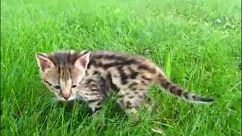 Watch the video about F2 Savannah Kitten Female - Dorthy