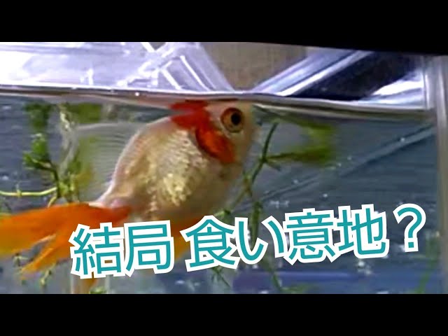 うちの エア食い金魚 とその顛末 Part3 Youtube