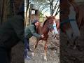 Primeros trabajos 🥰♥️🐴