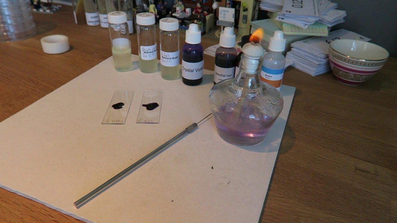 How to gram stain bacterial slides YouTube