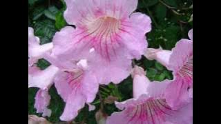 FELIZ ANIVERSARIO MEU AMOR - RONALDO E OS BARCELOS