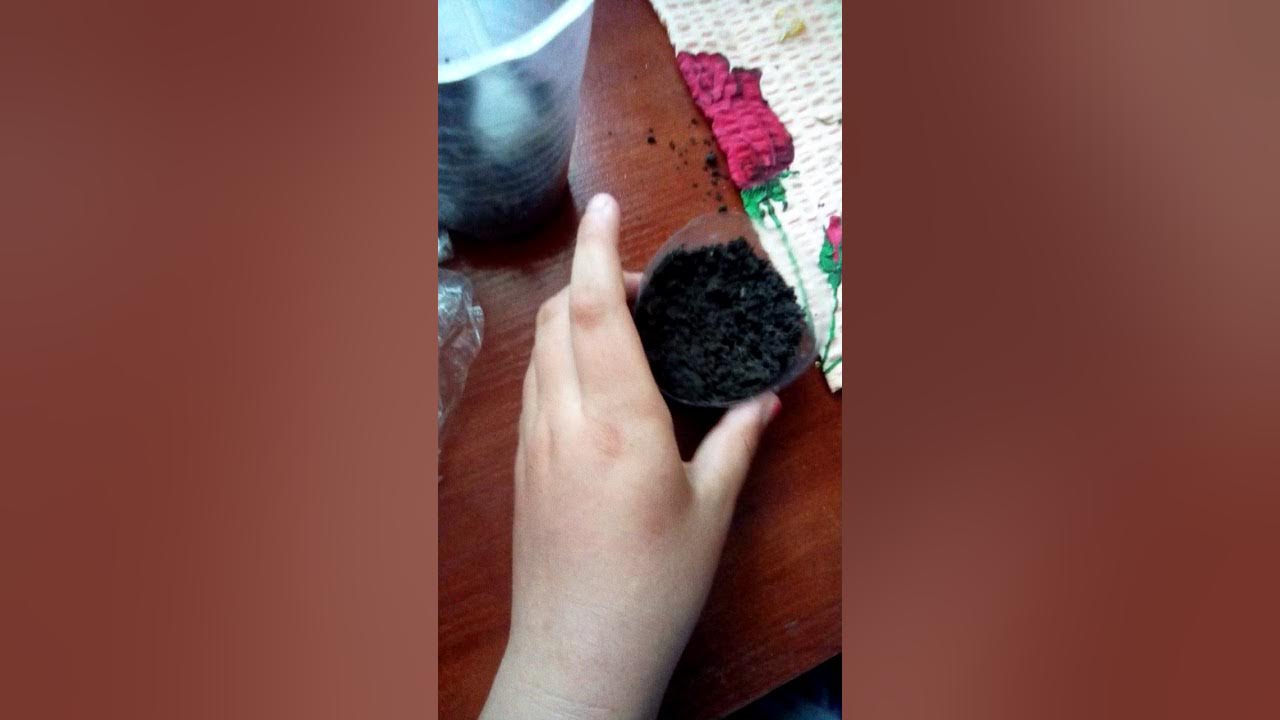 Як проростити просо для попугая - YouTube