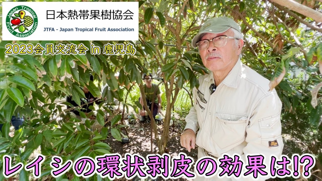 A large tree over 90 years old] Lychee trees bear fruit through