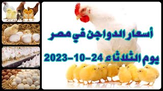 اسعار الفراخ اليوم | سعر الفراخ البيضاء اليوم الثلاثاء 2023/10/24 في مصر