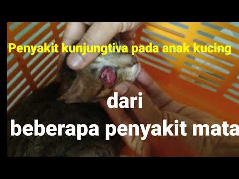 Video: Kemerosotan Gambar Yang Membentuk Bahagian Mata Pada Kucing