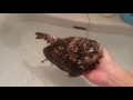 フクロウ掬い