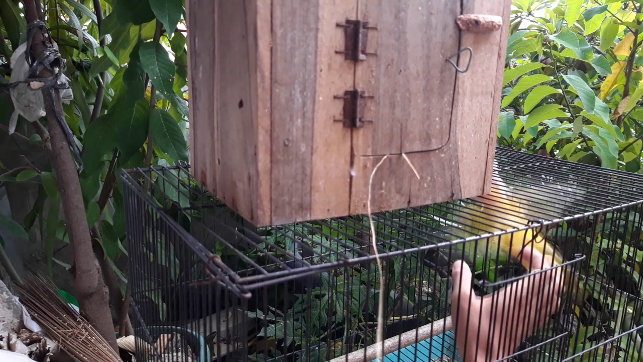 Pemindahan lovebird dari kandang kotak ke koloni 
