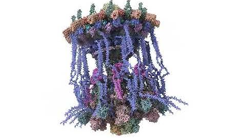 360 Degree Look at Legionella Pneumophila