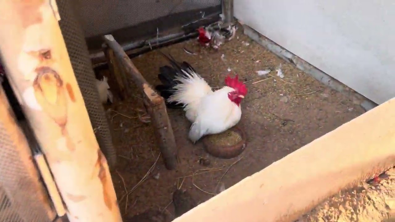 พาชมกรงผสมพันธ์ุ ไก้แจ้สวยงาม