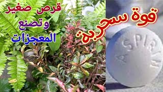 فوائد الاسبرين للنباتات, مبيد فطري و حشري و محفز انبات آمن و رخيص و طبيعي. Aspirin