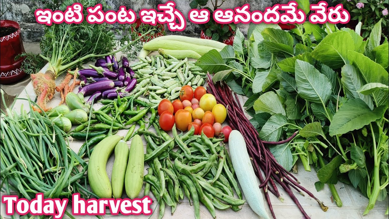 Harvesting Of Organic Vegetables From Rooftop Terrace Garden Organic harvesting-of-organic-vegetables-from-rooftop-terrace-garden-organic
