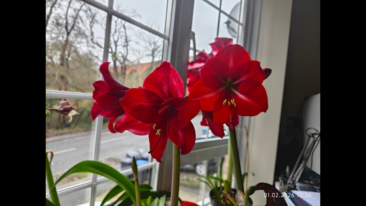 Cherry Lady 🌸 Мій улюблений сіянець зі смугастим листям і ароматними квітами