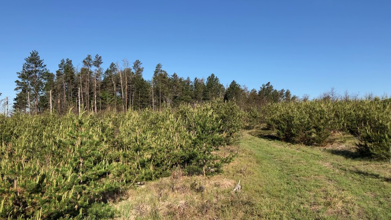 Kirtland’s Warbler and Vesper Sparrow Singing 