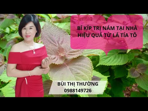 Chia sẻ trị nám bằng lá tía tô