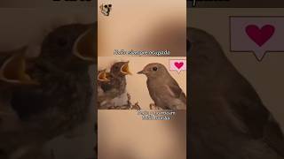 Baño siempre ocupado #bellabamba #historiasdeanimales #aves