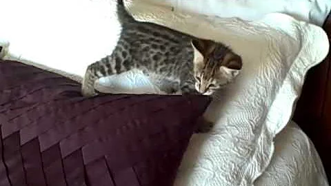 Watch the video about Snow Canyon Savannahs F2 Savannah Kittens Spetember 2, 2012