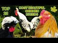 20 Beautiful Chicken Breeds - Silkie, Brahma, Vorwerk, Bantam, Leghorn, Pekin, Araucana, Hühner HD