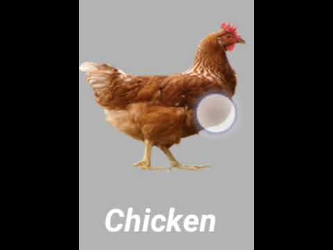 The Sound Of The Chicken 