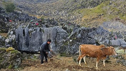 Đường lên bản Nghèo toàn đá mùa giáp hạt trên cao nguyên Đồng Văn. Nguyễn Tất Thắng