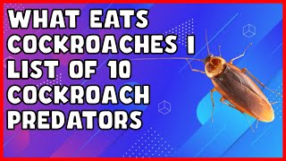 What Eats Cockroaches | List of 10 Cockroach Predators