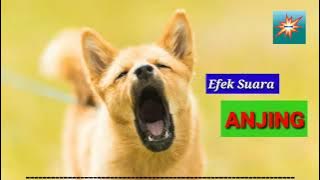 Suara ANJING (menggonggong)