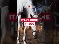 640 WHITE FACE GUN Reining 2017 Available For 1 More Info WhatsApp 39 329 0575 174 