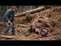 The man rescued the bear from a trap, and then something unbelievable happened.