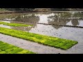 டெல்ட்டா மாவட்டத்தின் வைரல் விவசாயம்.!!!| Delta District Agriculture Viral Video