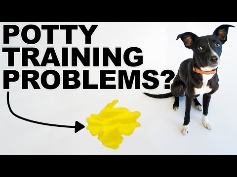 Vídeo: Seu cão é reverso Potty treinado?