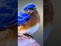 Bluebird! A Poem by Charles Bukowski #charlesbukowski #birds #life