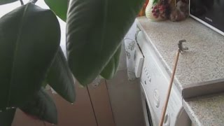 "Фикус Каучуконосный Робуста Эластик-4. Опыт закончен – выпрямляемся! Фото, джинса́, штрукс)))" "Фикус Каучуконосный Робуста Эластик-4. Опыт закончен – выпрямляемся! Фото, джинса́, штрукс)))"
