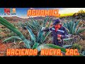 Aprendan a Capar un Maguey para sacar Aguamiel en Hacienda Nueva, Morelos Zacatecas.