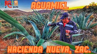 Aprendan a Capar un Maguey para sacar Aguamiel en Hacienda Nueva, Morelos Zacatecas.