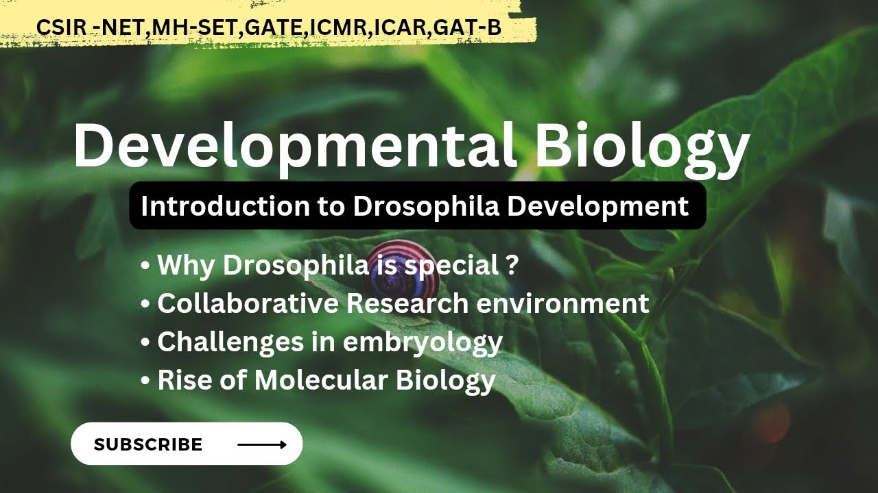 Introduction to Drosophila Development - YouTube