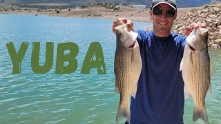 Huge Wipers at Yuba Reservoir (Catch and Cook)