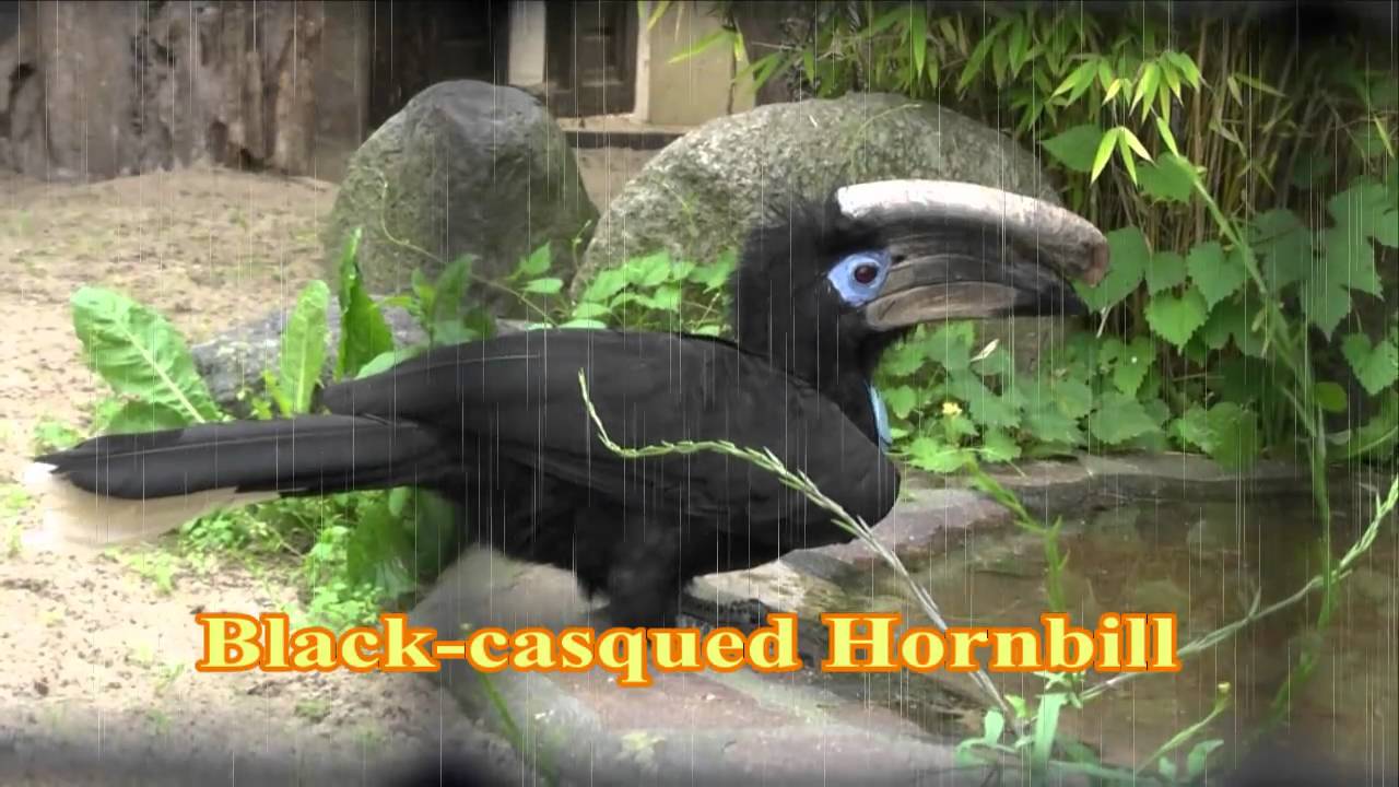 Black-casqued Hornbill 