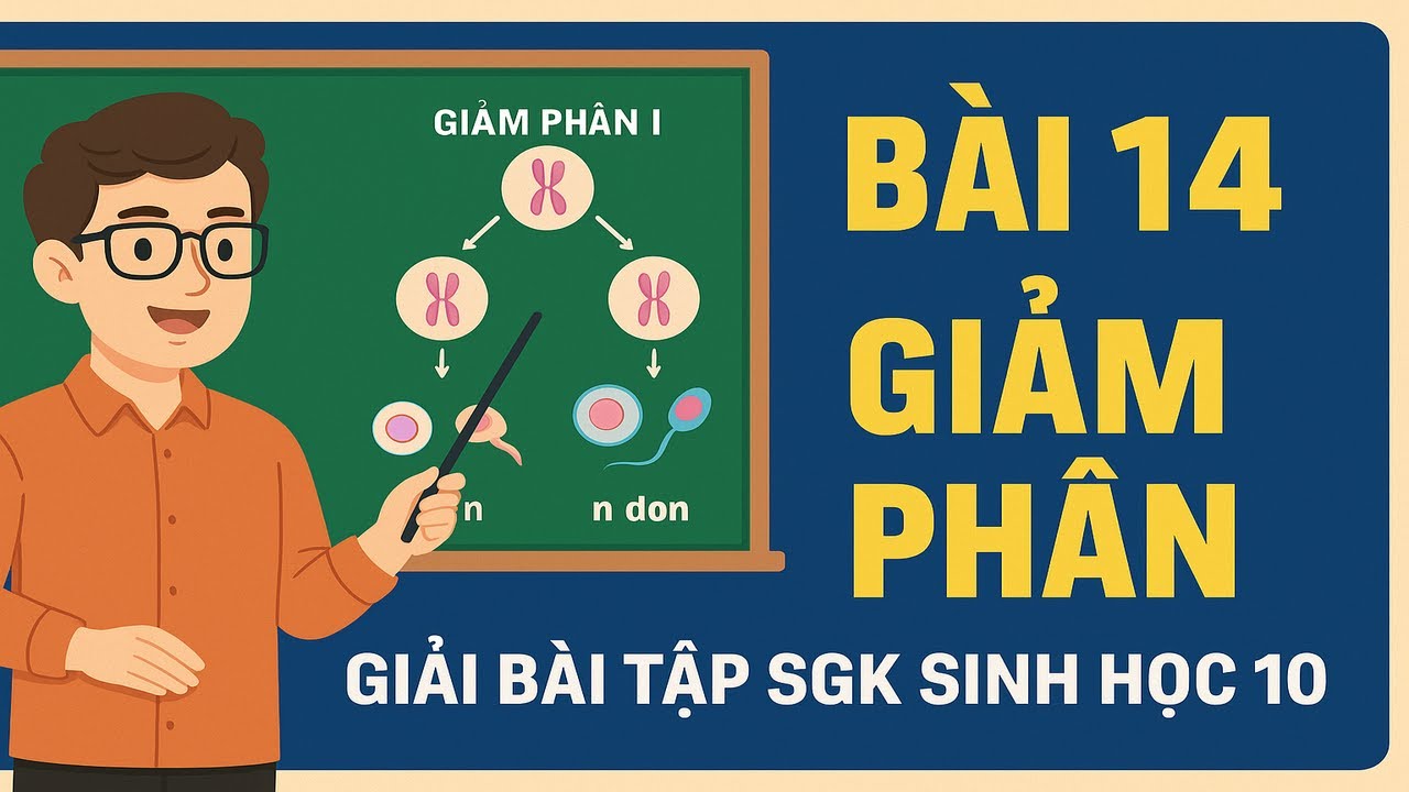 Giải Bài Tập SGK Sinh Học 10 Cánh Diều – Bài 14 Giảm Phân | Lý Thuyết & Lời Giải Chi Tiết