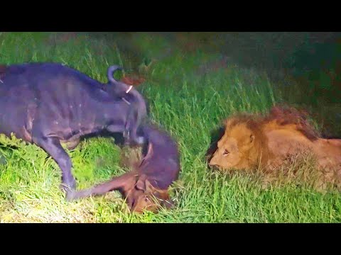 Buffalo Throws Calf into the Air to Save It from Lions