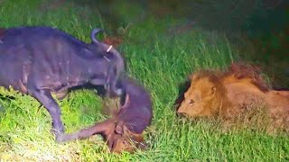 Buffalo Throws Calf into the Air to Save It from Lions