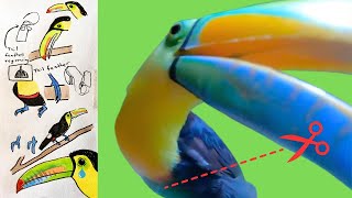 Drawing a Toucan: Captive Bird Regrows His Wings
Drawing a toucan to tell the story of a bird rescued from captivity. His name is Dr Einstein and his cut wings can now grow back slowly so he can be released into the wild. Drawing should do more than just paint a pretty picture. Drawing has the power to tell the stories of the world around us.
Learn more about drawing and nature journaling on my website at marleypeifer.com
This video does not promote keeping wild birds as pets, I do not support keeping wild birds as pets and the biologists doing the rehabilitation do not promote keeping wild birds as pets. In case that was not clear enough in the video I am repeating it here.
You can learn more about Heliconia B and B and meet the biologists helping rehabilitate rescued birds at https://hotelheliconiapanama.com/
#drawing #naturejournalshow #naturejournaling Drawing a Toucan: Captive Bird Regrows His Wings