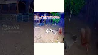 El Come Gallinas Mapache .