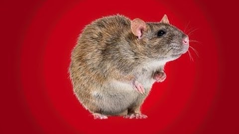 Making a rat army in TNP Limitless 3 | Casual Minecraft