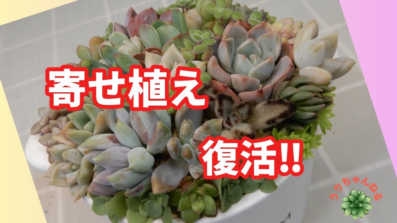 多肉植物Ⅴlog365]ボロボロ寄せ植えの手直しをしました😅私なりの