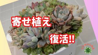 コメント専用です！多肉植物の寄せ植え◡̈⃝︎ 多肉植物Ⅴlog365]ボロボロ寄せ植えの手直しをしました😅私なりの